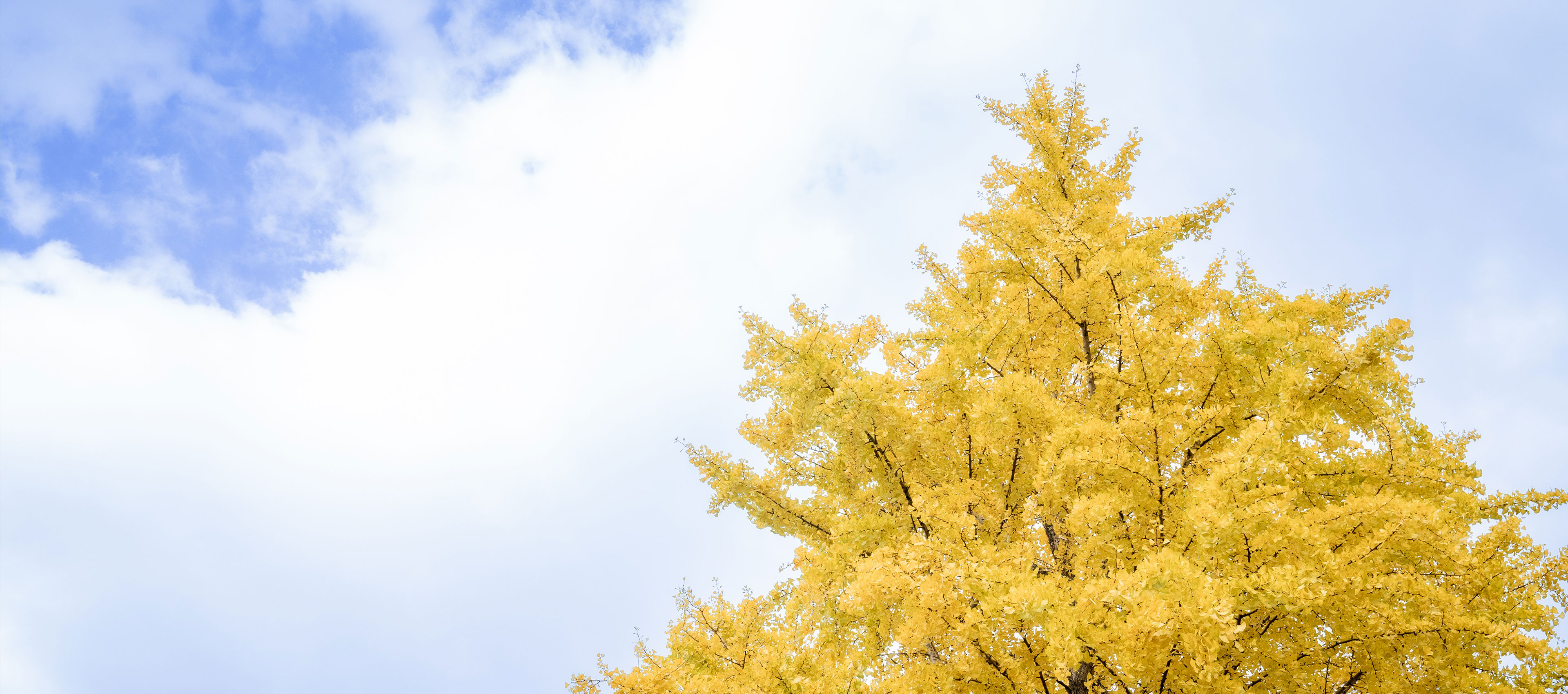 小倉北区のお寺善龍寺の境内